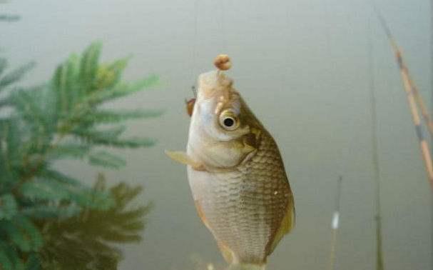 鲫鱼|麦粒真的适合钓鲫鱼吗？钓是能钓，但是要看哪种情况！