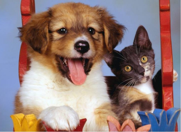 狂犬病|狂犬病不会死了！国内科学家找到突破口：100%死亡率将成历史