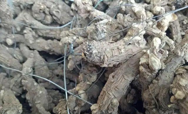 【中药材】「快讯」会川中药材市场行情一览