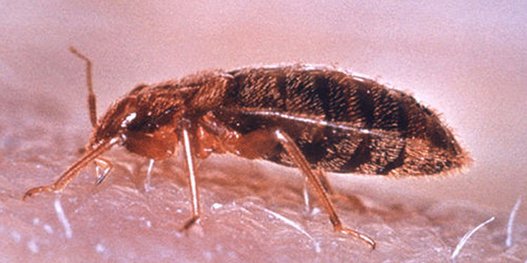 『昆虫』吸血臭虫不挑食, 碰到人就会叮, 臭虫主要通过叮咬人类达到吸血目的