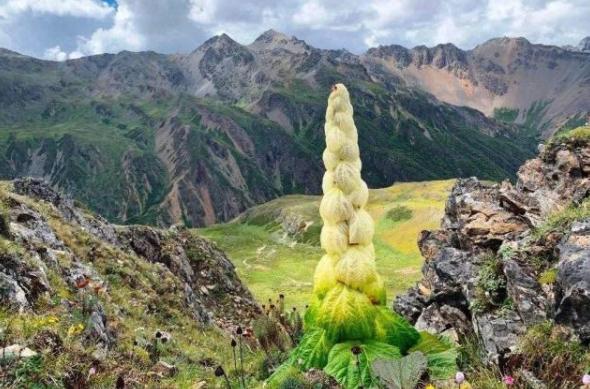 【川藏线】去西藏旅游，川藏线上的“大白菜”不要采！游客：咱们一朵也赔不起