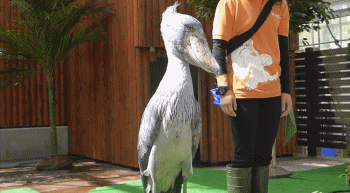 鸟中“哈士奇”爆红网络，世界上最大头的鸟，网友：这是真高手