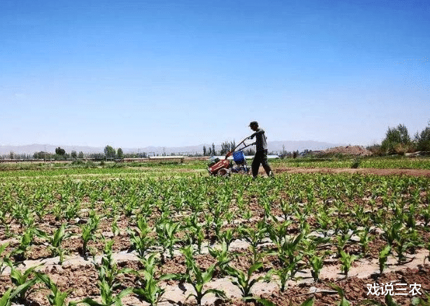 戏说三农|粮补何时到账？补贴多少钱？发给谁？机动地也补吗？统统有答案了