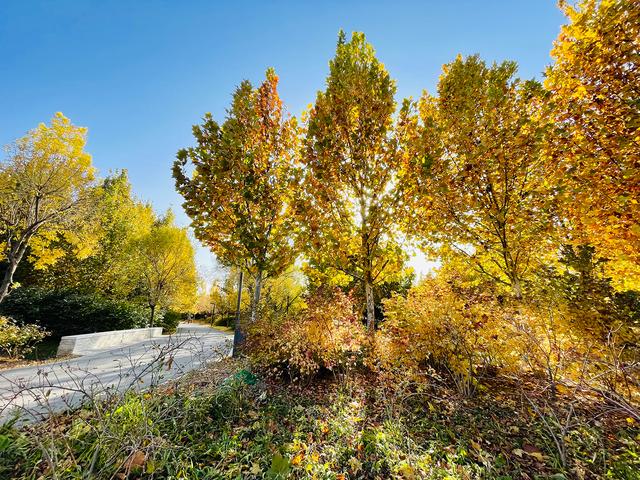 iphone12|iPhone 12 Pro镜头下的秋色：艳丽起来也很了不得