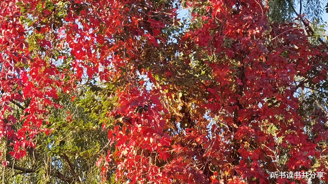 欧洲|与其到景区去拥挤，不如身边赏红叶