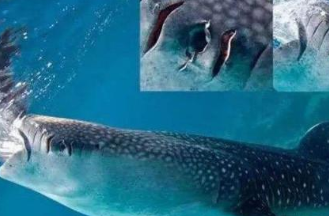『鲸鱼』航母的螺旋桨有多可怕？看看这些海洋生物的照片，你就知道了