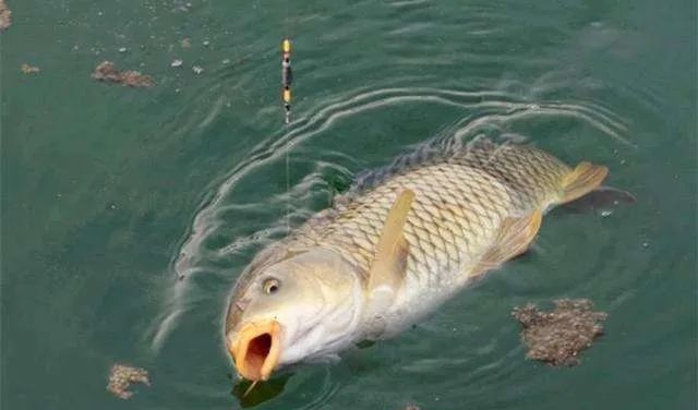 #红薯#野钓鲤鱼的几条心得，注意这些小窍门——盛世三渔