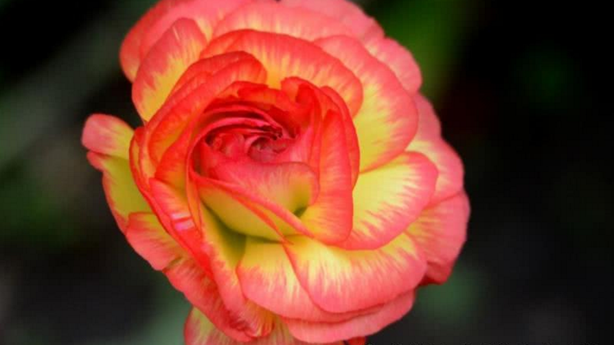 运势▲6月开始运势旺盛,会日进斗金,福气满满的生肖