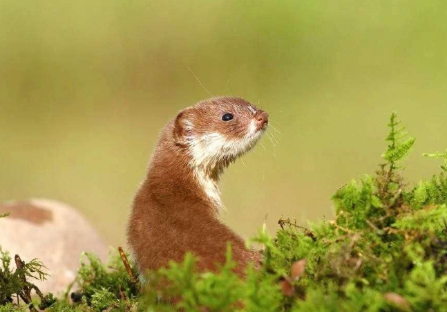 黄鼠狼|为何老人总是说黄鼠狼杀不得？科研表明，原来还真的不能杀