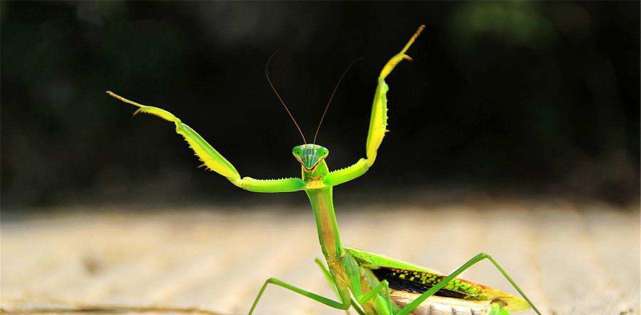 超自然|动物界汉尼拔:同类相食常发生,狠起来自己也吃