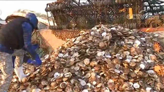 豪斯|接连上演“扇贝大逃亡”？证监会向公安机关移送“獐子岛案”