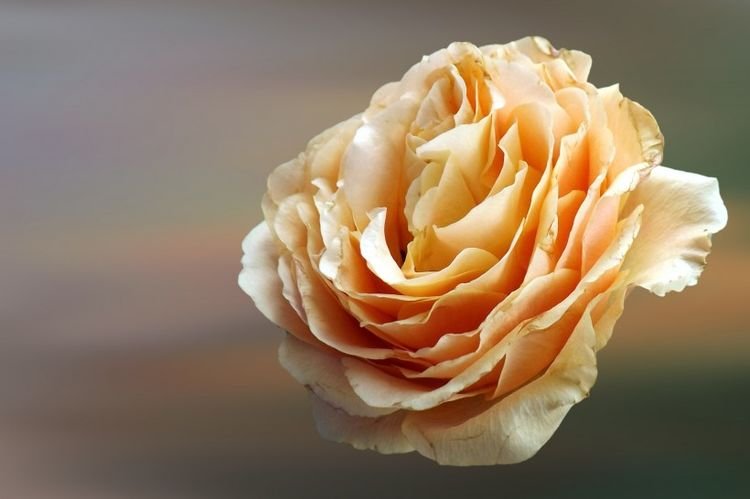 生肖|9月开始贵人支持，天赐大兆头，日子有喜有财的四大生肖