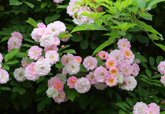 李天佑@7月里喜事多多,4属相吉人天佑,金运缘厚,一路贵人运旺