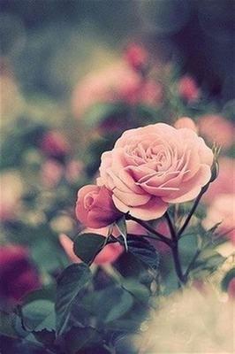 |八月回光返照,好运来临,下半年终将好运袭来