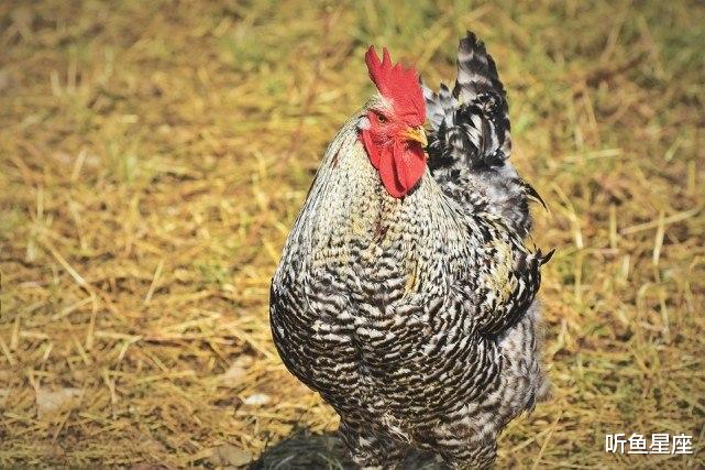 运势：财神爷保佑，下半年财运亨通，工资一涨再涨的几个属相