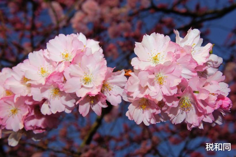 #生肖#6月下旬，财富大丰收的生肖，迎来人生巅峰，生活发生惊天大变化