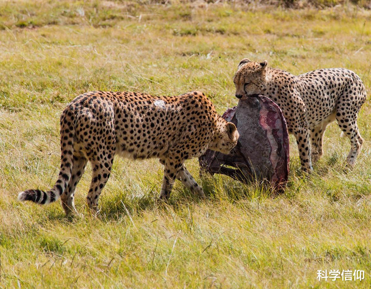 狮子|人类惧怕衰老，可对野生动物来说，衰老却是极为奢侈的