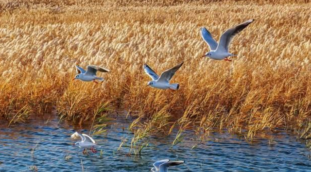 居延海@我国很无奈的“海”，先后干涸数次，如今水面面积达66平方公里