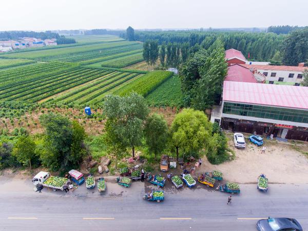 河南商报|开封瓜农郑州街头排长队卖瓜：在开封只能卖2毛！来这儿还能卖个6、7毛