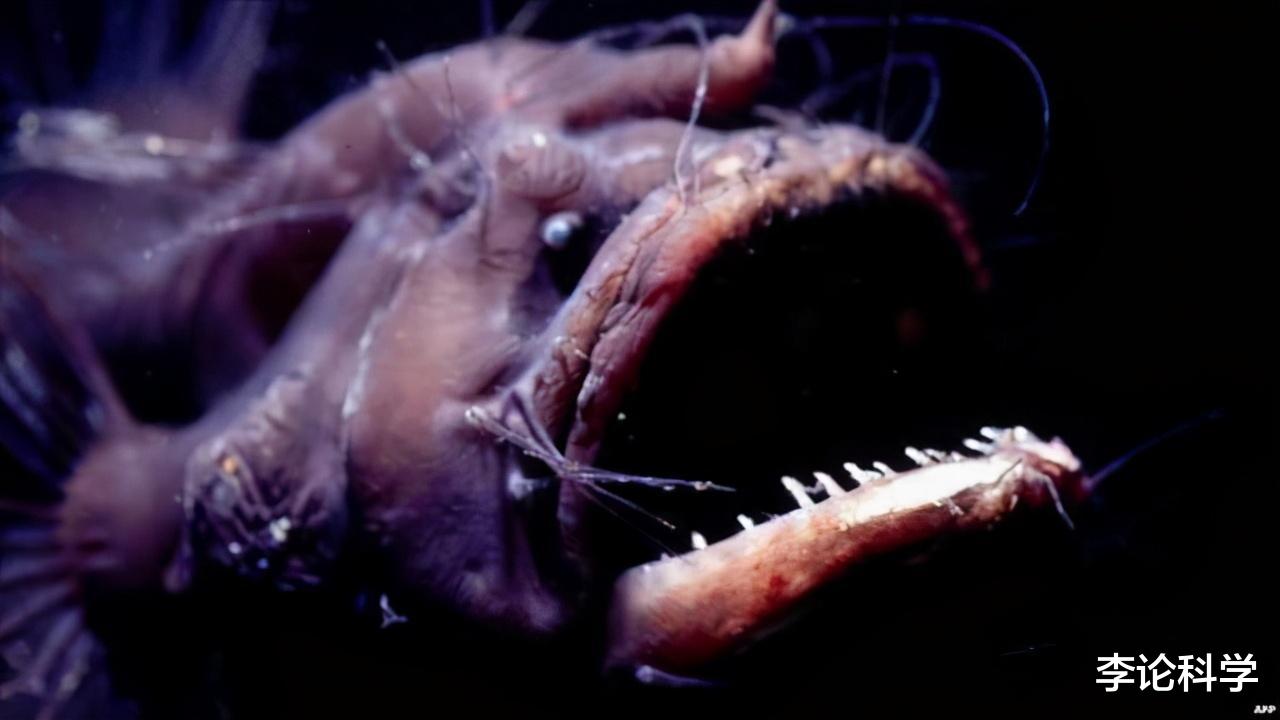 基因|为了繁殖，竟将自己变成雌性身上的器官，将软饭吃到极致