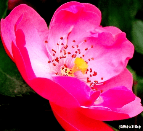 属鸡|10月17号开始，4属相贵人如云，好运挡不住，家庭幸福喜事多