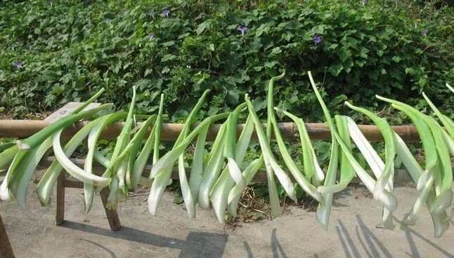 「」这“芋头”只能吃茎秆，亩产3000斤，一斤5元，很多人却不认识