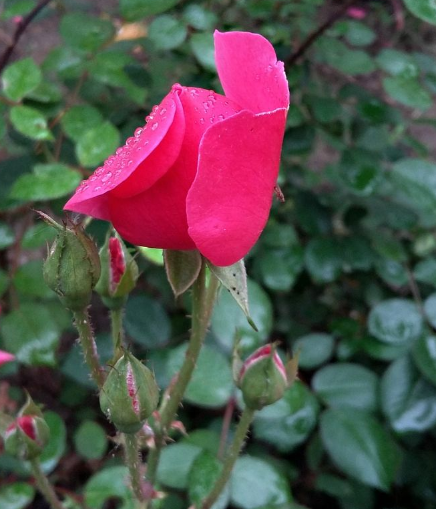 「大旺」6月中旬，喜迎开门红，4属相财运大旺，收入不断攀升，好事不断