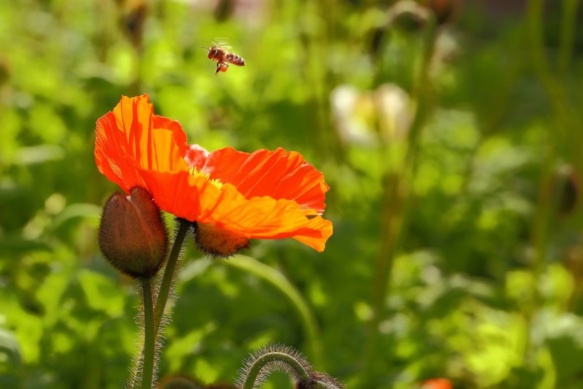「生肖」6月份内，伊人已离开，缘分还未绝，与前任仍有姻缘的四大生肖