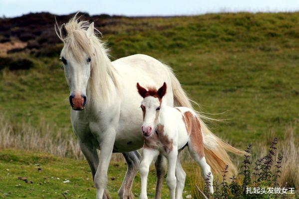 属马|生肖马:9月请不要抛下这两个人,能助你赚得家财满钵!