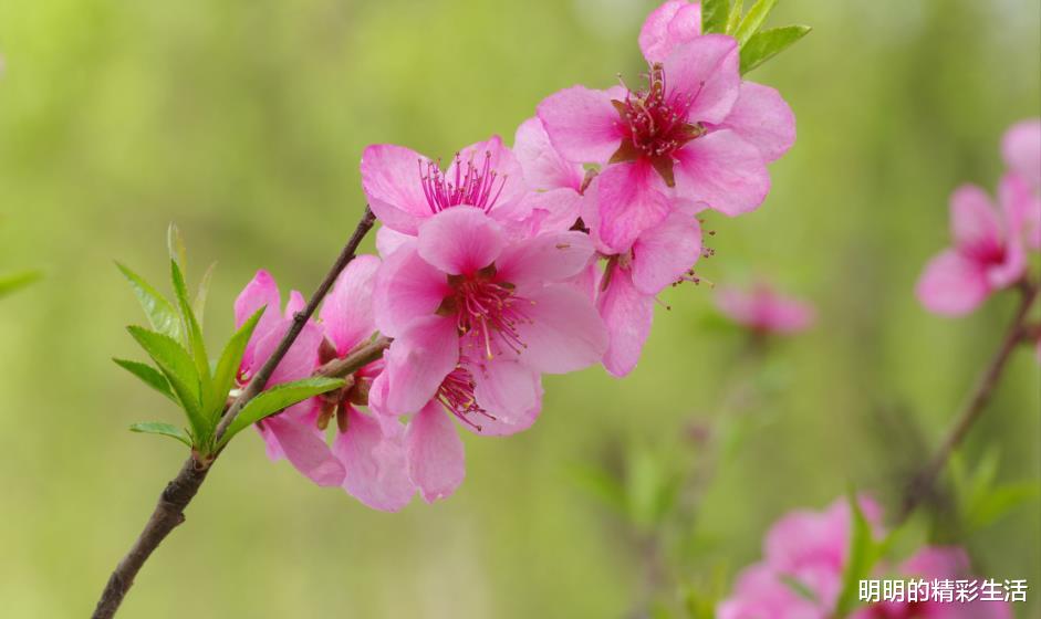 #生肖#7月8号，顺利迎来好运的3大生肖，正财运大涨，有望名利双收！