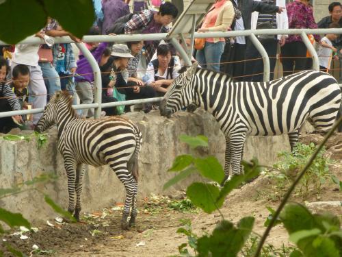 标题党|2岁儿子山上喂猴，丢了身上最贵重的“俩球”，母亲后悔莫及