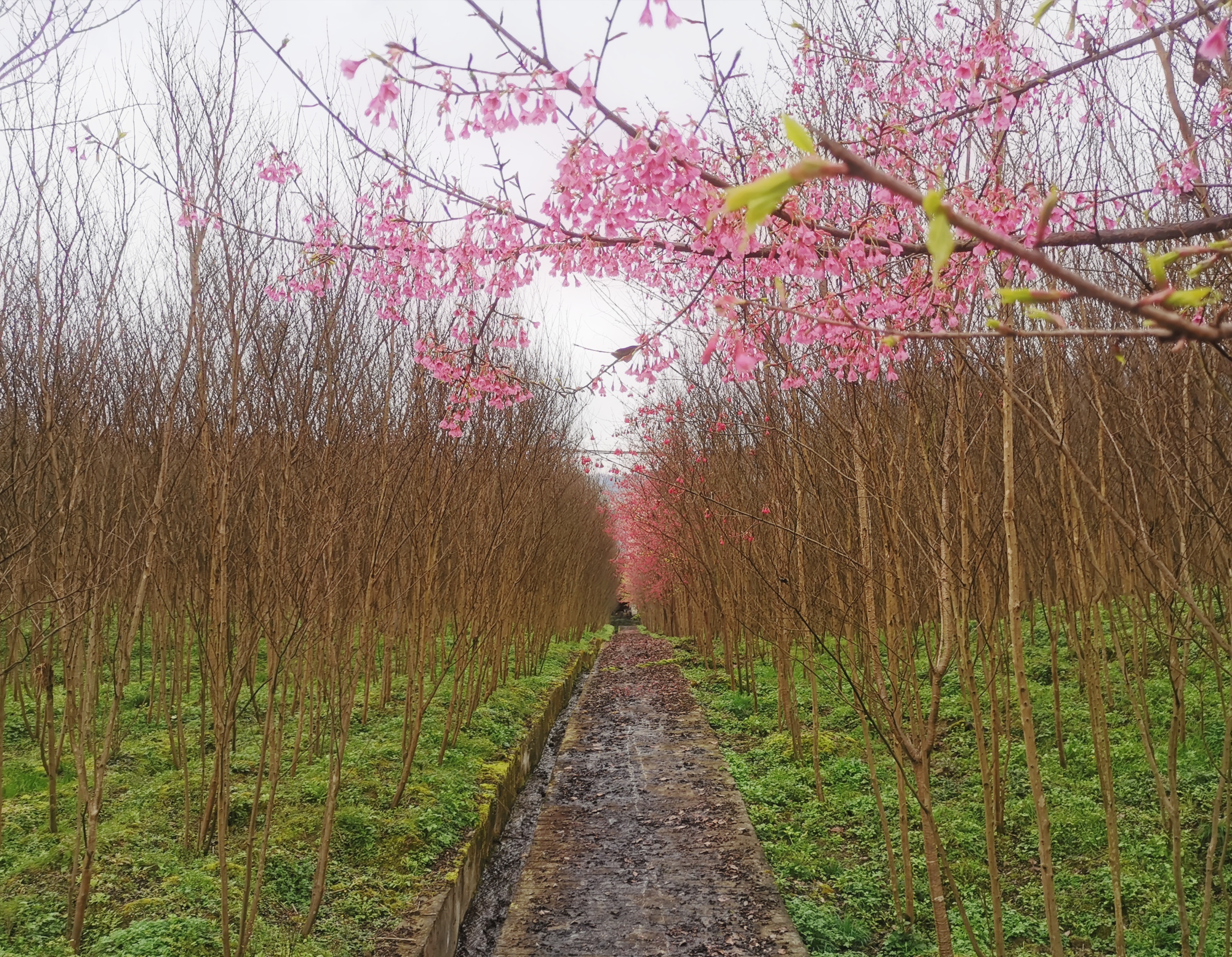 『』开在2020年春风里的“山樱花”