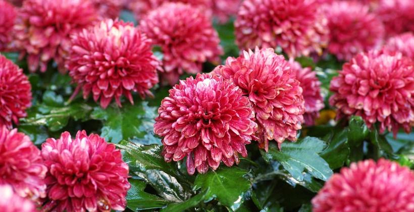 吉星|7月横财临门，事业一路发，家旺事业兴的四大生肖