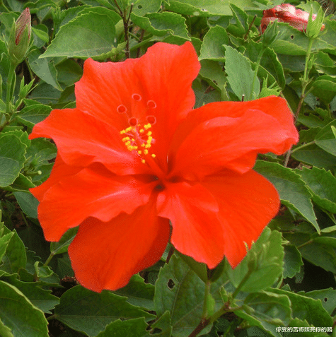 桃花灿烂|下周开始吉星高照，4属相财神临门，财源滚滚，生活更上一层楼