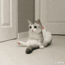 为什么猫咪在发情期间喜欢到处乱尿，并且气味比平时的尿液难闻？