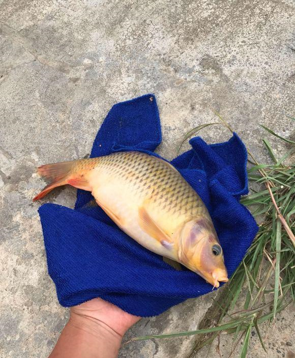 鲤鱼|贵州钓鱼人乌江里钓起“变种鲤鱼”，十多斤重，非常罕见