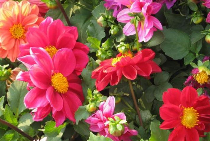 巨蟹座|10月上旬，运势飘红，喜事多见，收入翻几番的生肖