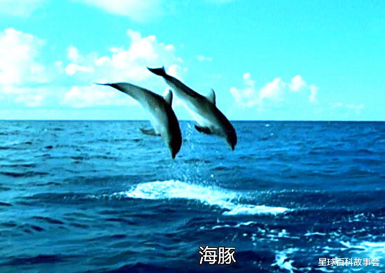 卫星|探秘海洋霸主的独特进化史，鲸鱼家族的祖宗原来像一头狼