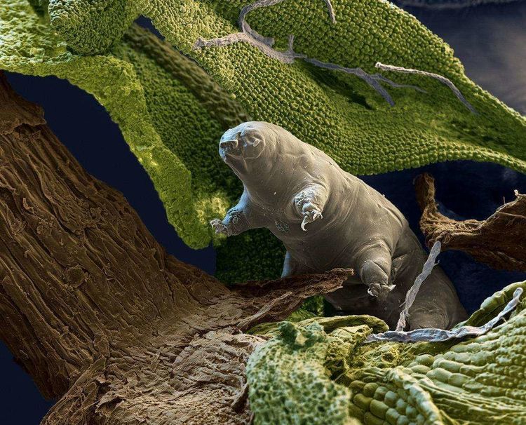 【陨石】以色列探月失败，意外把地球最强生物留在月球！水熊开始殖民月球