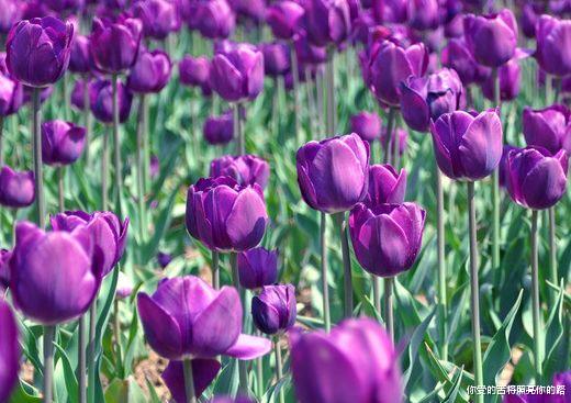 运势|9月1号开始,4属相喜鹊登门报喜,升职加薪,遇真爱,生活美满