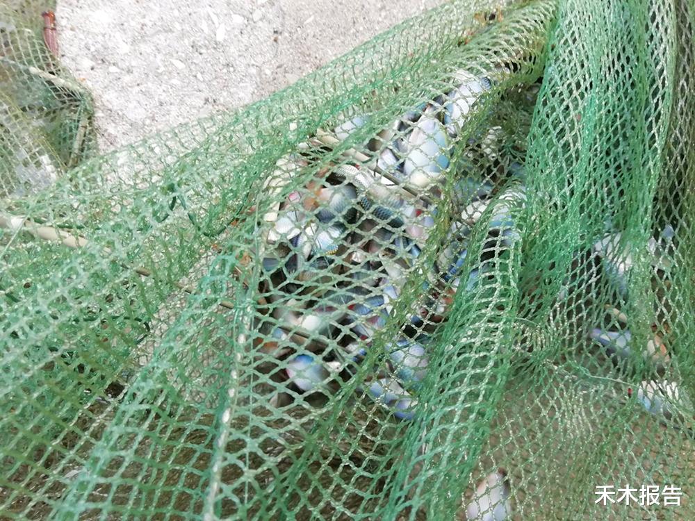 ##儿时捞起来就扔，钓鱼人最讨厌它，俗称“屎光皮”，现在却很值钱