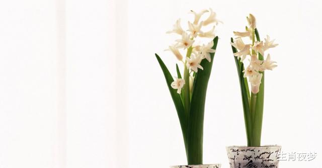 旧爱|8月底,再遇旧爱,桃花难逃,3生肖喜结连理,执子之手与子偕老