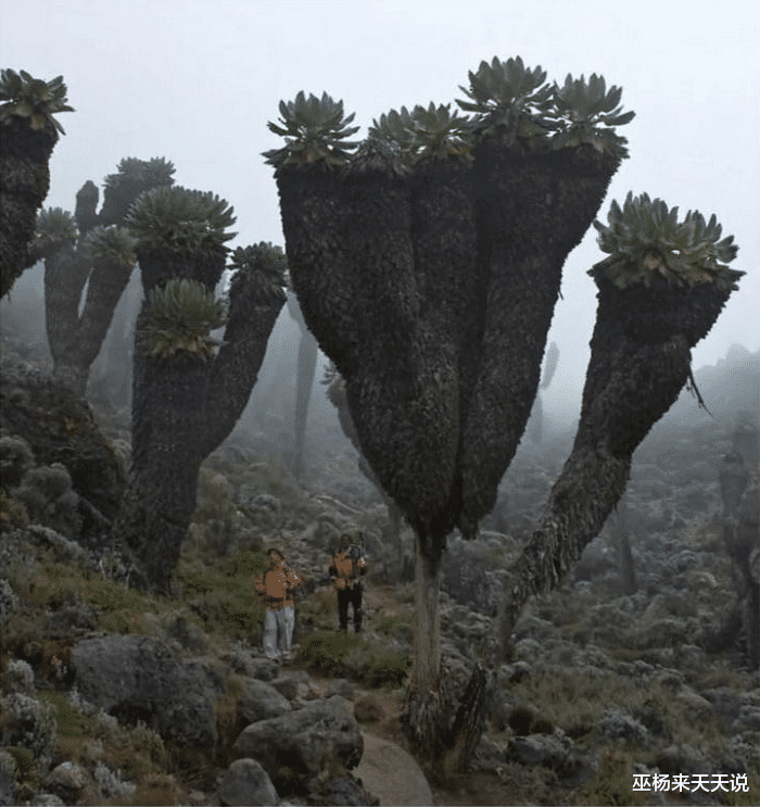 |12个“大”和“小”的极端对比照！看完觉得自己太渺小...