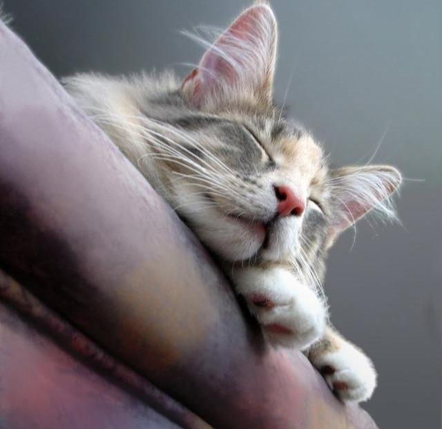 从海边来的猫咪，最后成了奶奶晚年里，重要的亲人和灵魂慰藉