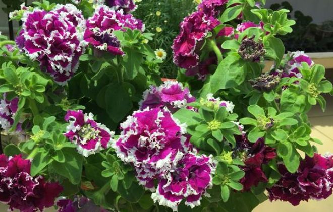 水瓶座@未来12天,相思缱绻,一往情深,旧爱卷土重来,期盼复合不再散场