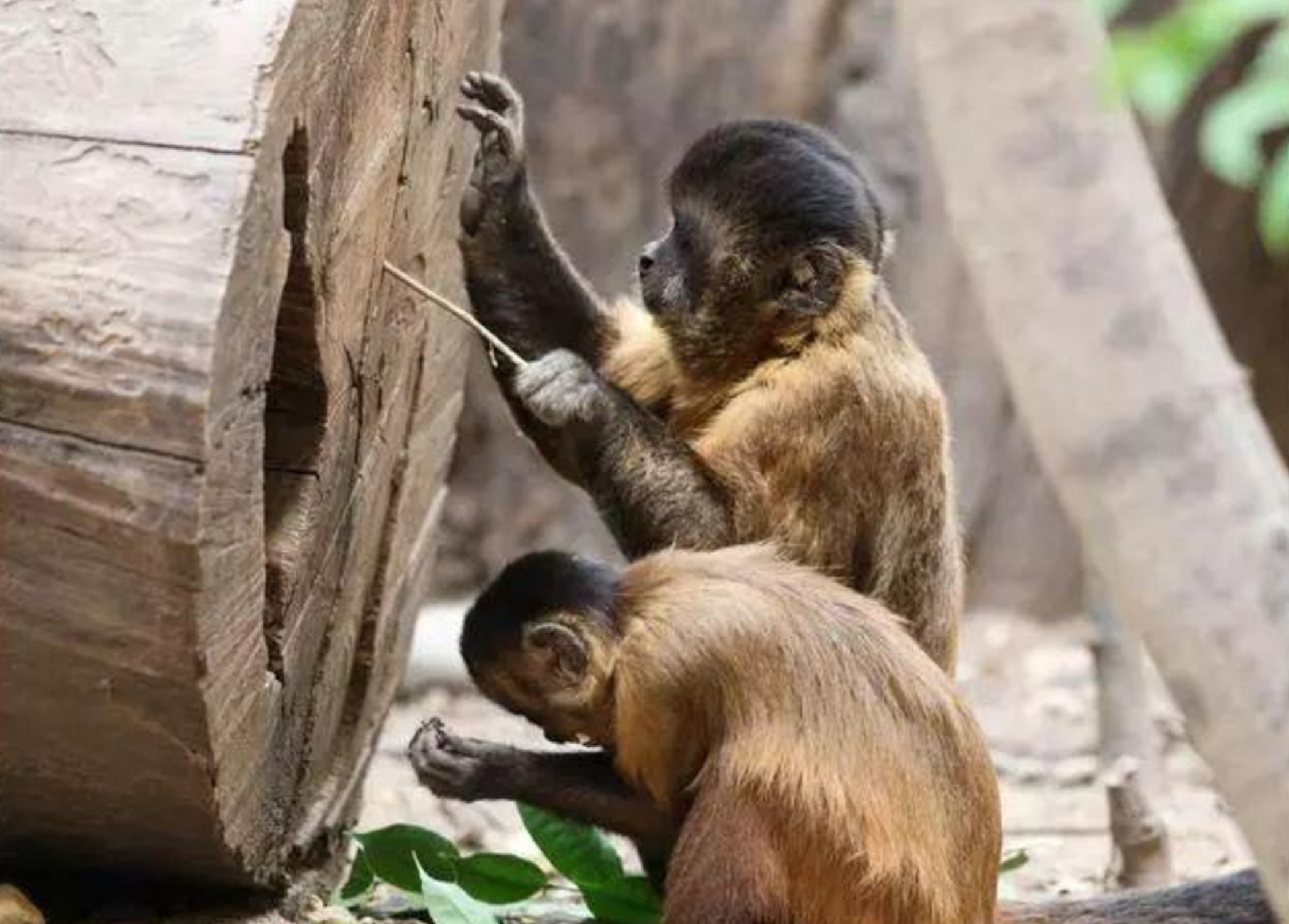 石器时代|现代的猴子也能进化成人？科学家担忧：巴拿马猴类已进入石器时代