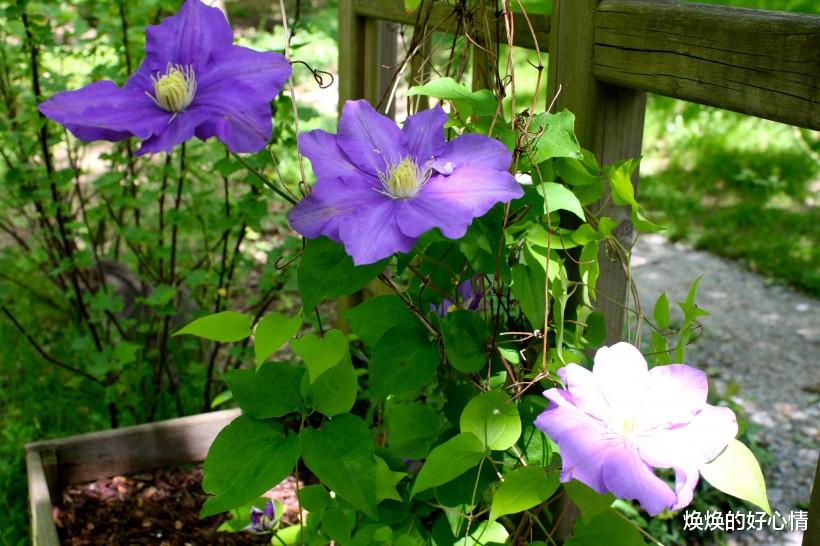 生肖：未来10天桃花翩翩，喜逢情缘，真爱千里来相见，今生情牵的生肖