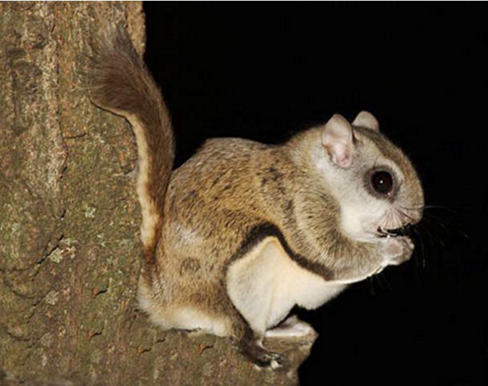 寒号鸟|原来我们熟悉的寒号鸟并不是鸟类，而是一种动物