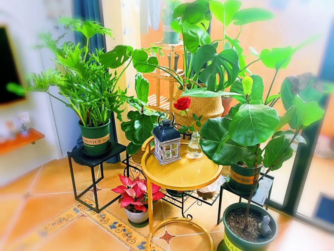 绿植怎么种更美？多种几盆，摆上架子，美出天际！