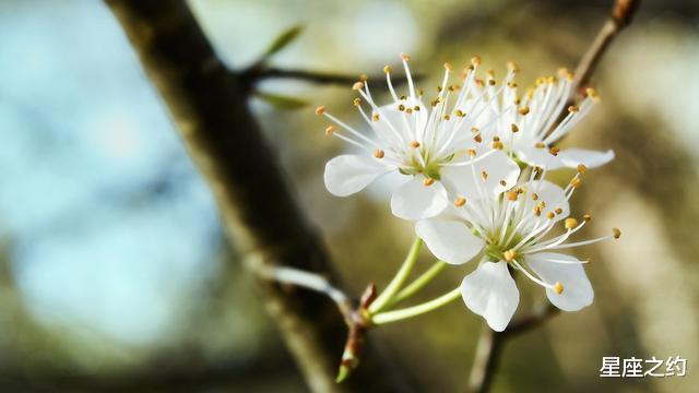 星座配对■5.1-10星座运势：双子把握机会，天蝎宽以待人，摩羯劳逸结合